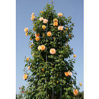 Garden King Suport pentru plante cățărătoare 188 x 40 cm