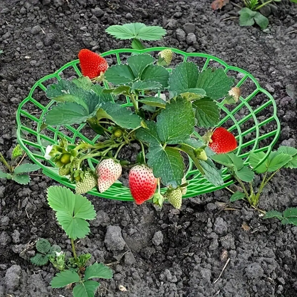 Garden King Suport din plastic pentru căpșuni, 30 cm, 10 buc