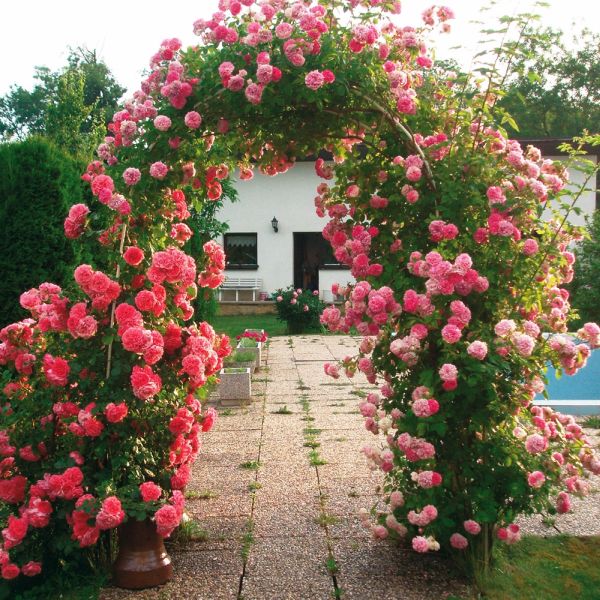 Garden King Arcadă pentru trandafiri 140 x 240 x 38 cm